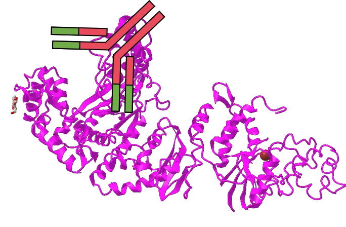 想提高PCR特異性嗎？用對酶很重要！